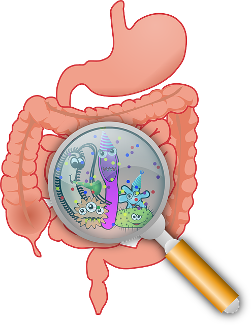 bacterias del intestino