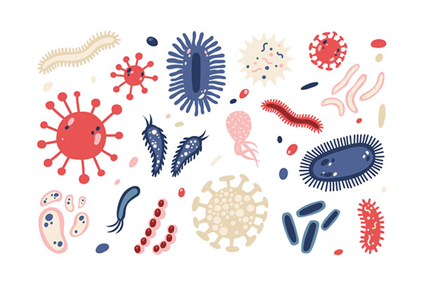 bacterias de la flora intestinal